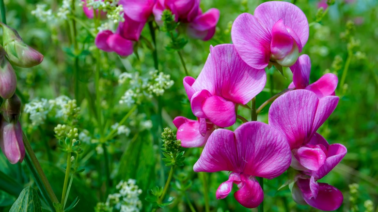 Sweet Pea flowers