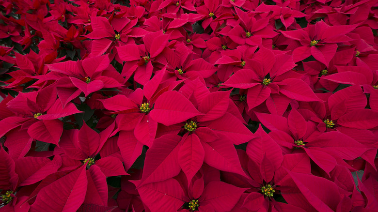 Poinsettias
