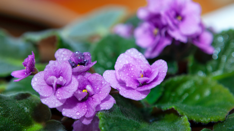Violets