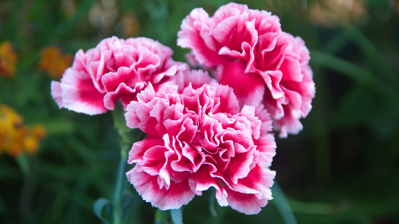 carnations