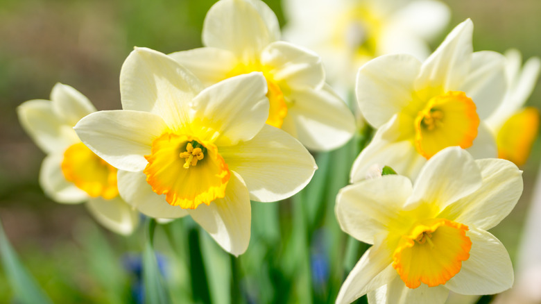 Daffodil