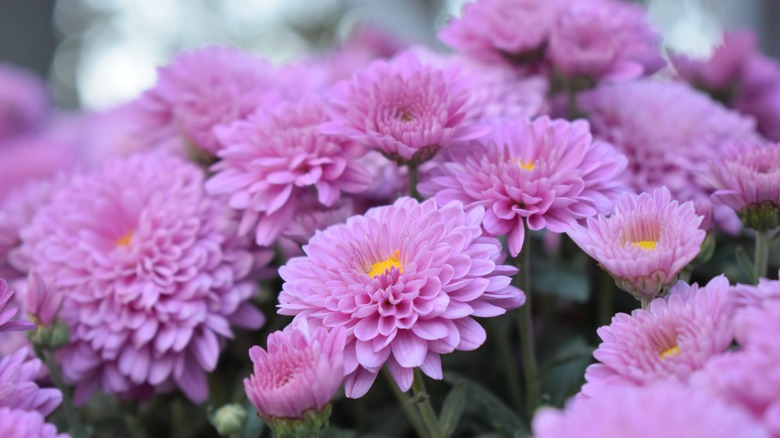 Chrysanthemum