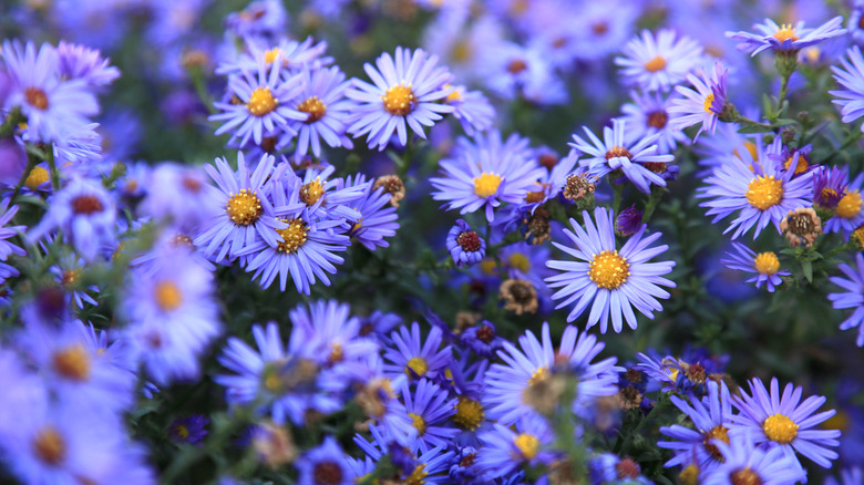 Aster wildflowers
