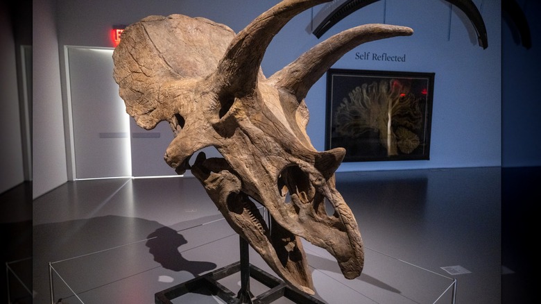 A Triceratops skull on display at the New York Natural History Musician