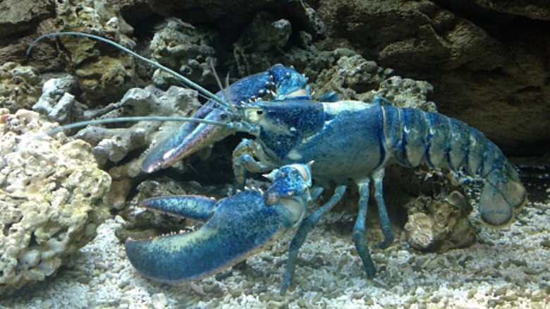 A blue lobster in water