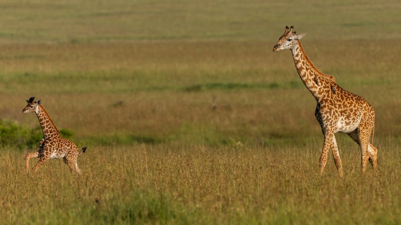 An adult and baby giraffe walking across a field together