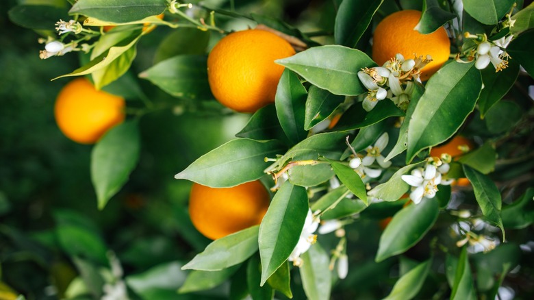 Oranges growing on a tree