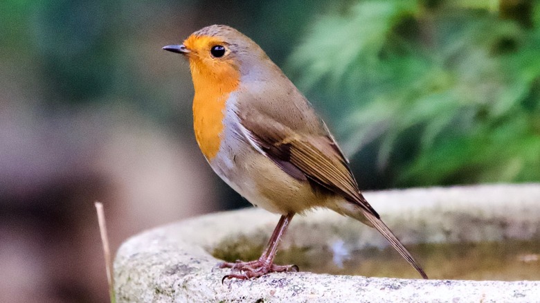A robin perched on the side of a bird bath