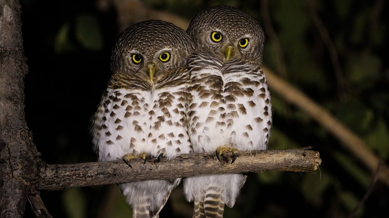 Two owls sitting on a branch at night