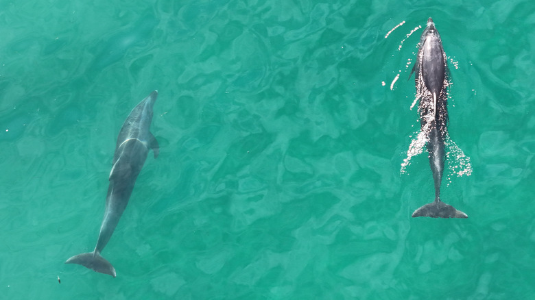 An adult and baby dolphin swimming in the ocean together