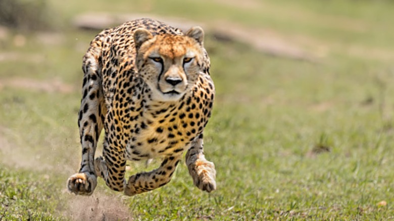 A running cheetah in the wild