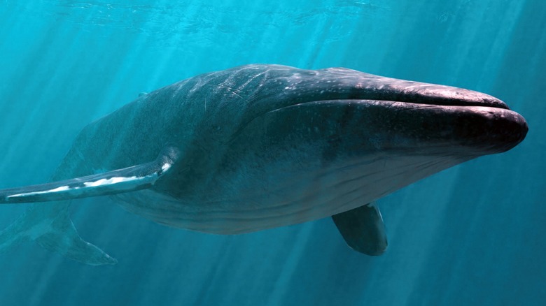 A blue whale swimming through the ocean