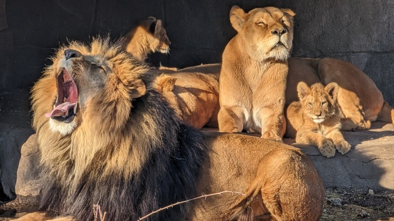 A pride (of lions) laying together