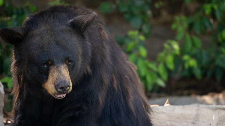 A large bear in the wild
