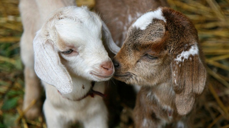A white and brown kid looking at each other