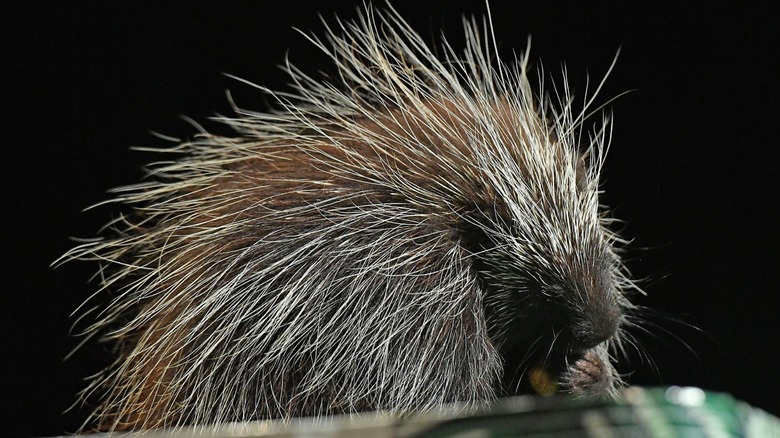 A porcupine putting its hand to its mouth
