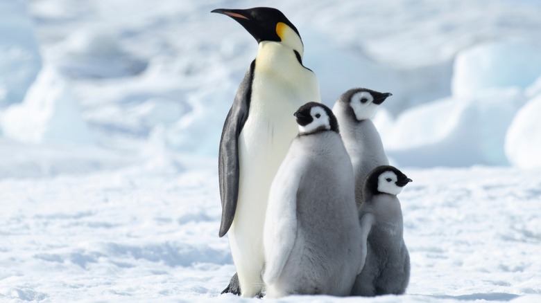 An Emperor Penguin with three chicks