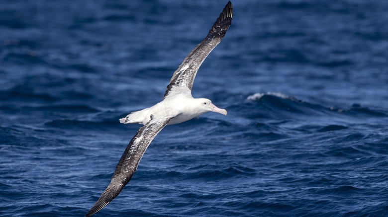 A Wandering Albatross flying over the ocean