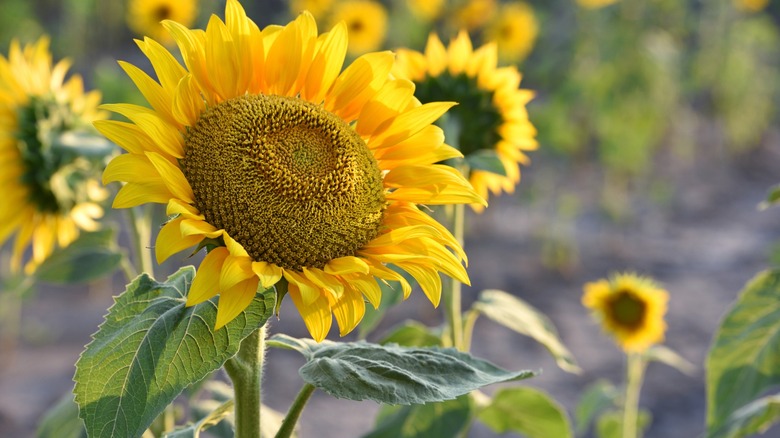 A group of sunflowers