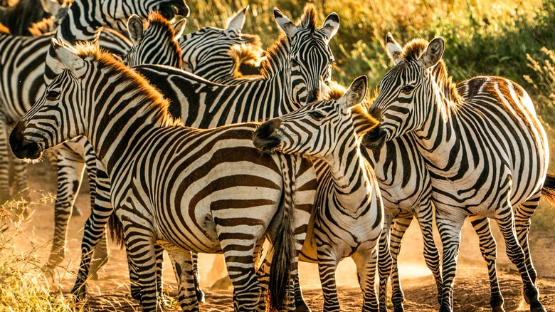 A group of zebras
