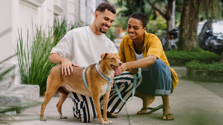 A couple smiling while stroking a dog