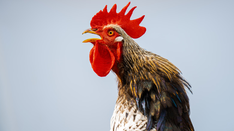Rooster crowing