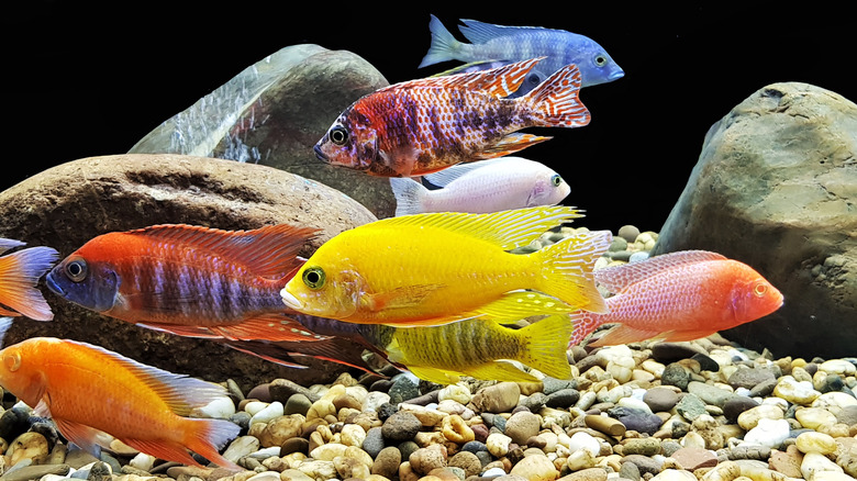 Fish swimming in a tank