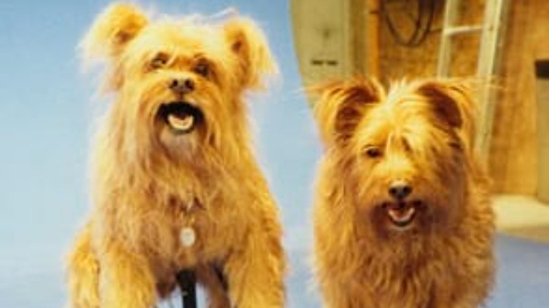 two dogs