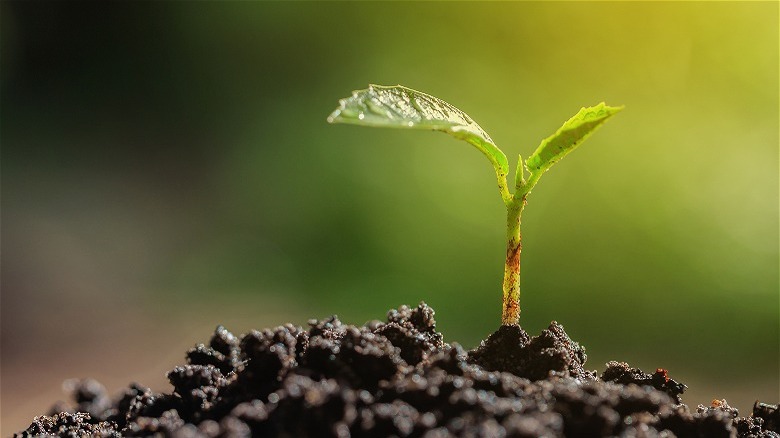 Plant sprout
