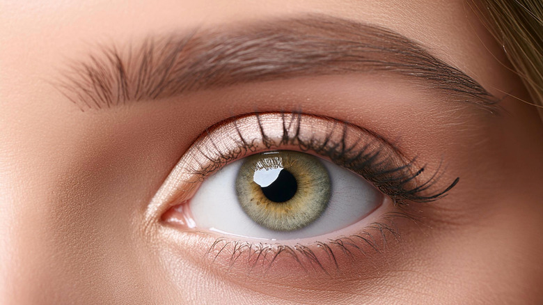 A close-up shot of a hazel eye with a groomed brow