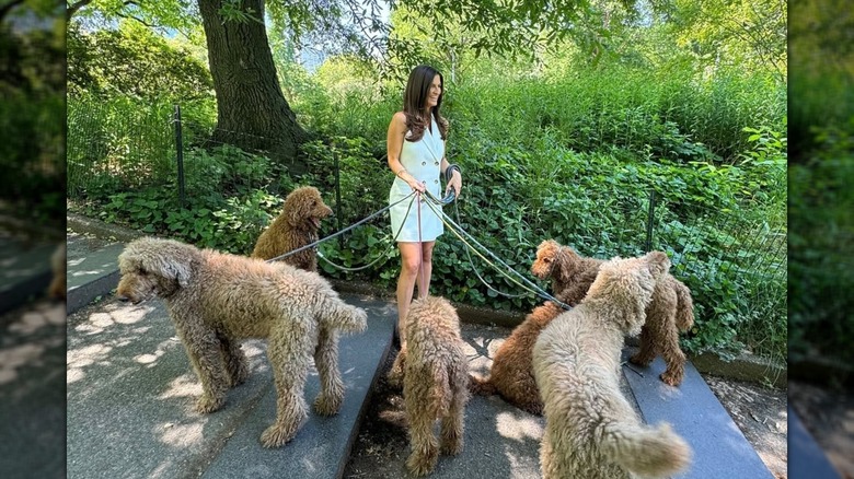 Kaitlan Collins walking six dogs in a park