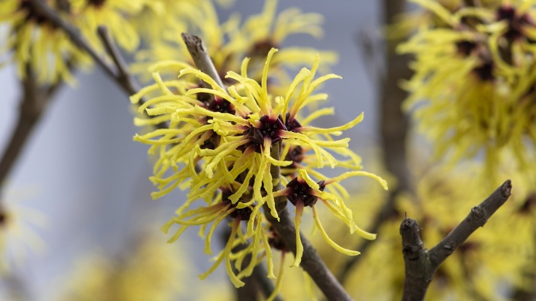 Witch hazel