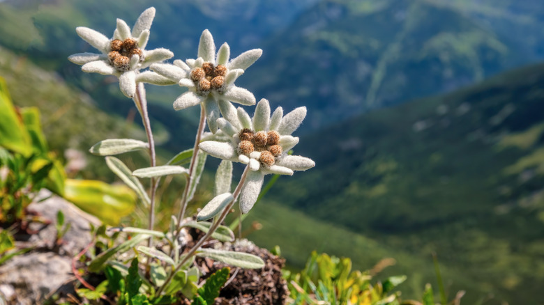 Edelweiss flower