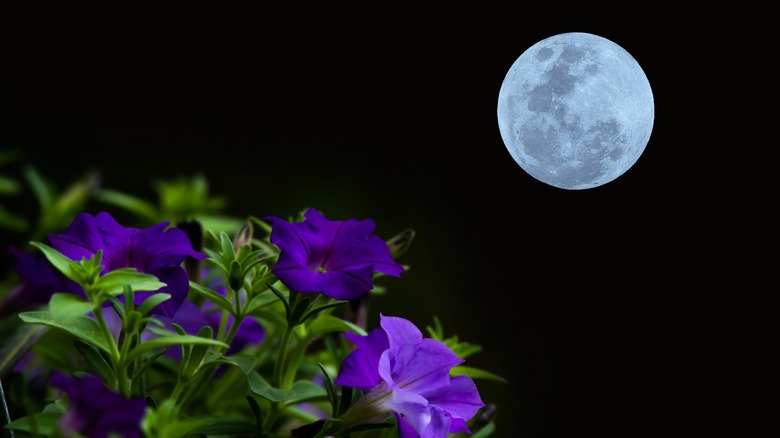 Full moon with flowers