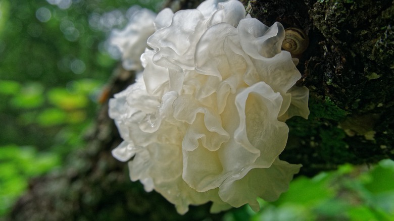 Tremella mushrooms