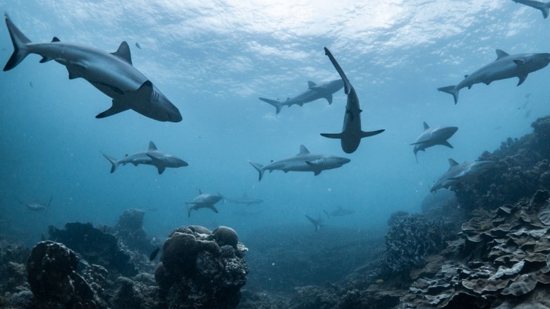 Sharks swimming