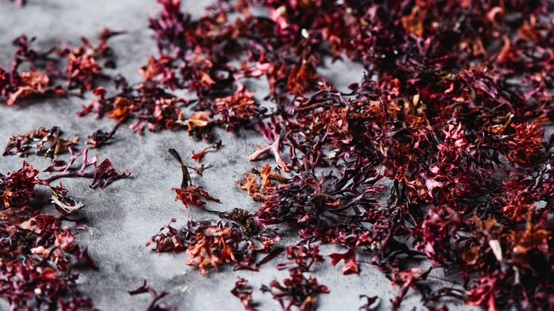 Irish moss leaves