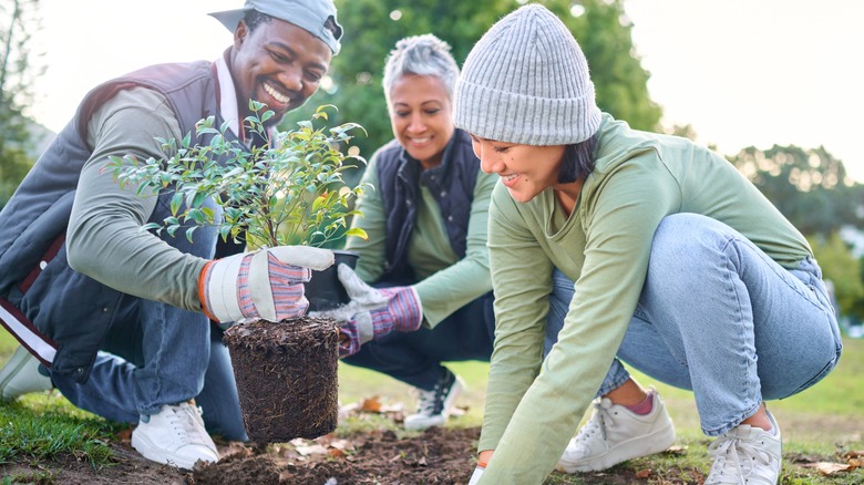 Planting garden