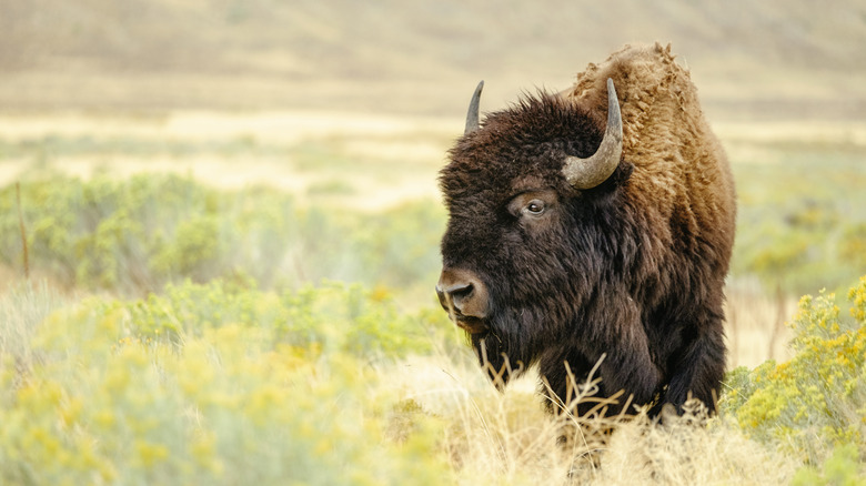 Wild bison