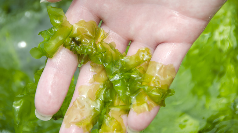 green algae draped across hand