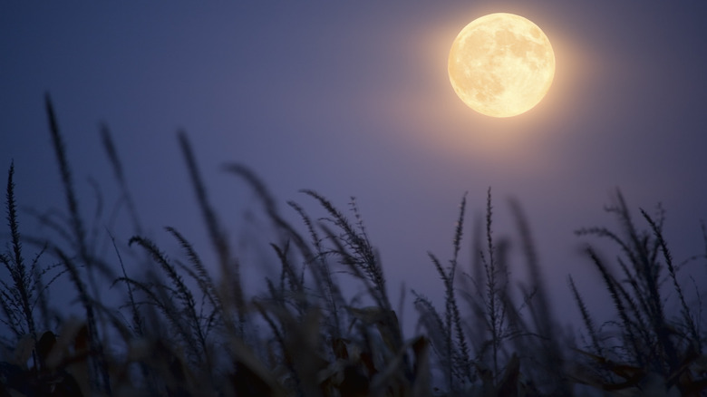 Moon over wheat field 