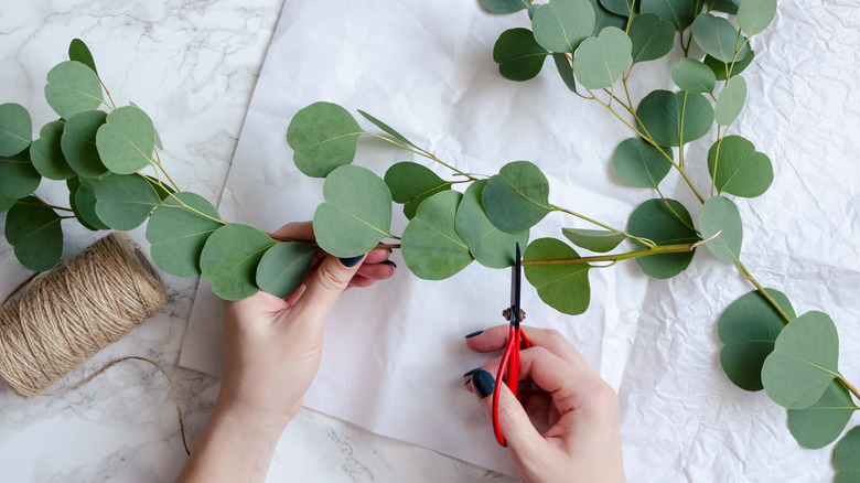 Trimming eucalyptus