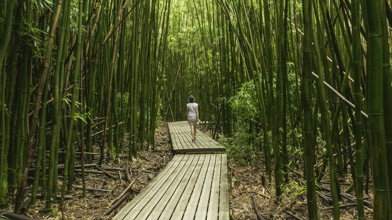Bamboo forest