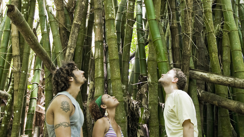 People near bamboo