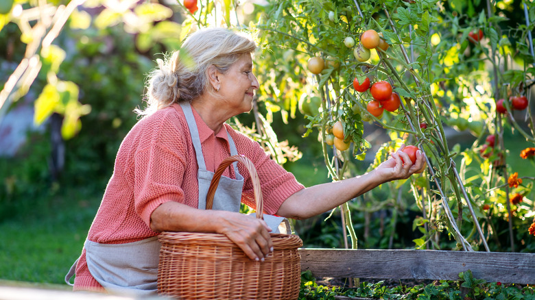 A mature woman in the garden picking tomatoes