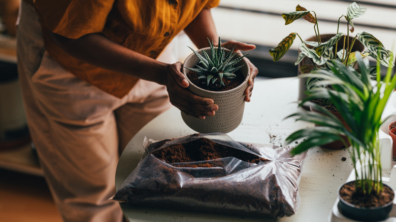 Holding aloe plant